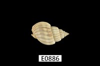 藏品(粗肋織紋螺)的圖片